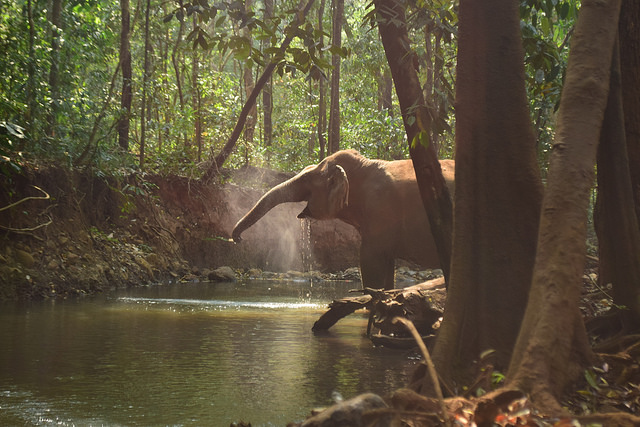 Elephant Valley Project - Cambodia