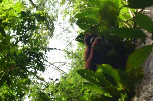 Orangutan! Orangutan!